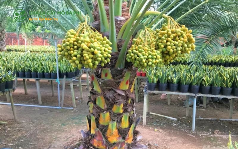 Loại đất phù hợp để trồng chà là