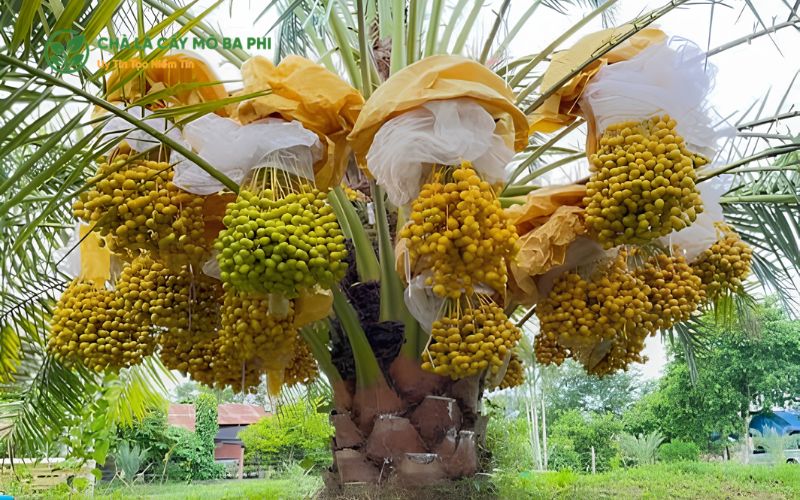 Lợi ích nổi bật của cây chà là nuôi cấy mô