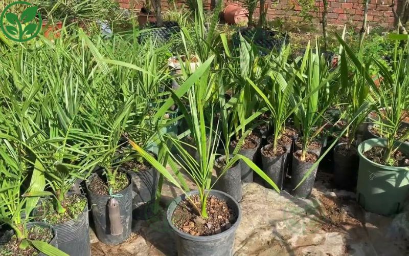 Lựa chọn đơn vị cung chà là có hỗ trợ kỹ thuật