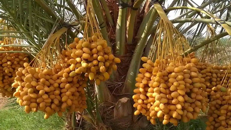 Lưu ý quan trọng khi trồng và chăm sóc cây chà là cấy mô