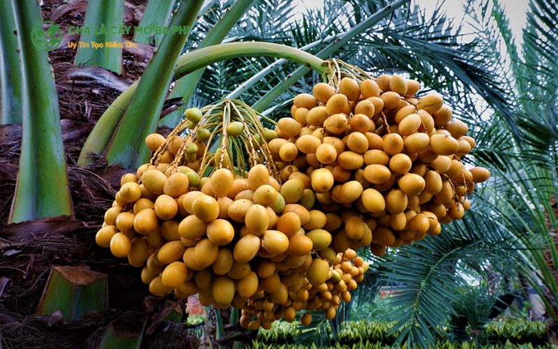 Lý do cây chà là nuôi cấy mô tế bào nhập ngoại ngày càng được ưa chuộng