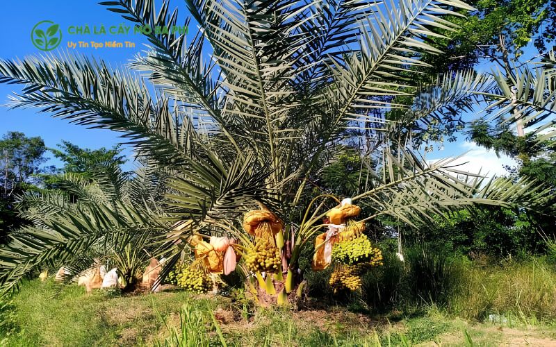 Một số lưu ý khi chọn đất trồng chà là