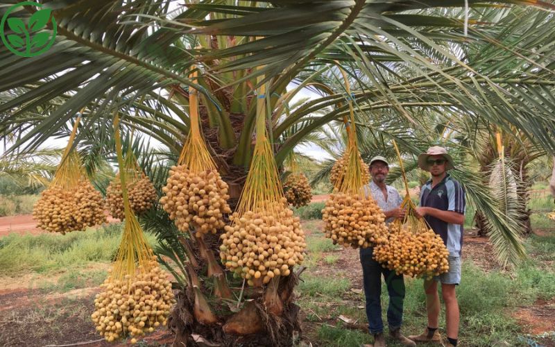 Nguồn gốc giống rõ ràng