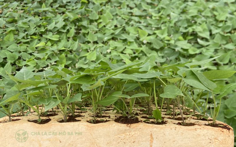 Nhân giống cây trồng với số lượng lớn