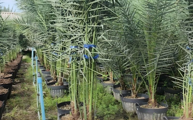Những đặc tính sinh trưởng của cây chà là