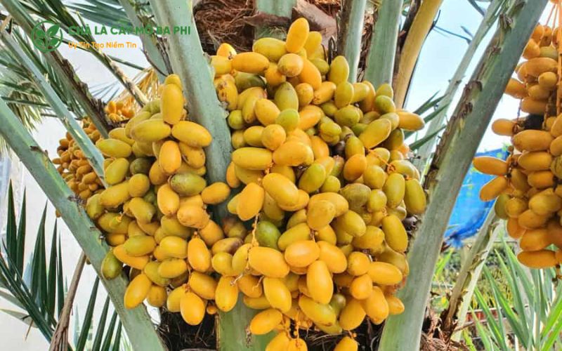 Những điều cần lưu ý khi mua chà là nuôi cấy mô