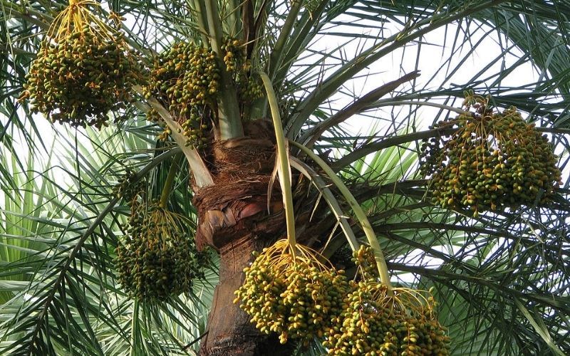 Những khu vực trồng cây chà là phổ biến hiện nay