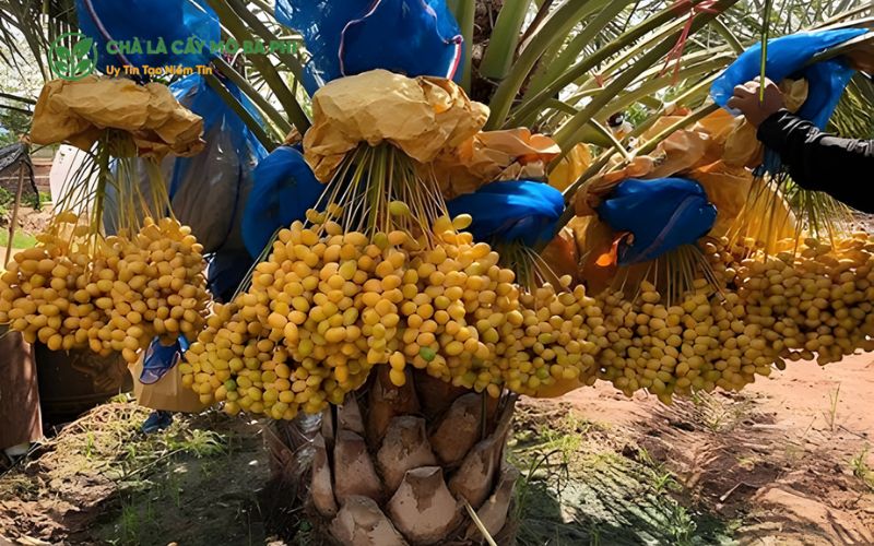 Những kinh nghiệm thực tế khi trồng cây chà là Barhee từ Chà Là Cấy Mô Ba Phi