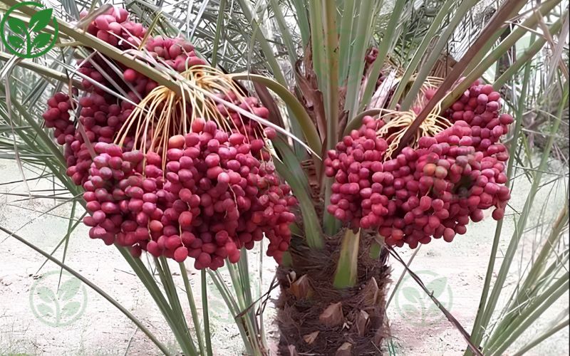 Những lưu ý khi áp dụng kỹ thuật thụ phấn cho chà là