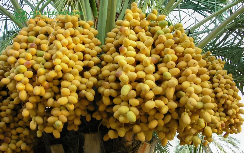 Những lưu ý quan trọng để hạn chế các sai lầm khiến chà là bị vàng lá