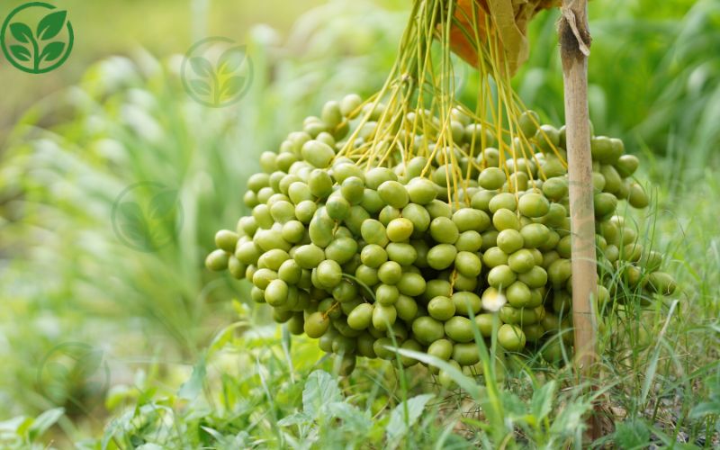 Những rủi ro khi chọn nhầm chà là gieo hạt