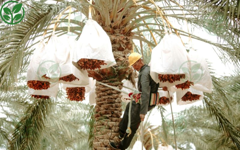 Những sai lầm thường gặp khi tưới nước cho chà là 