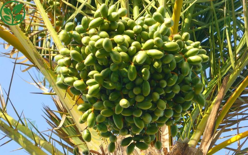 Những sai lầm thường gặp khi xử lý rụng trái non trên chà là