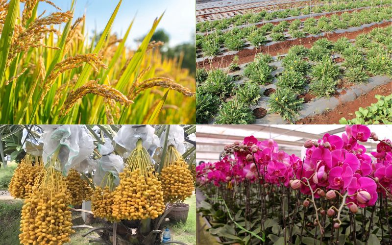 Những thành tựu nuôi cấy mô tế bào thực vật