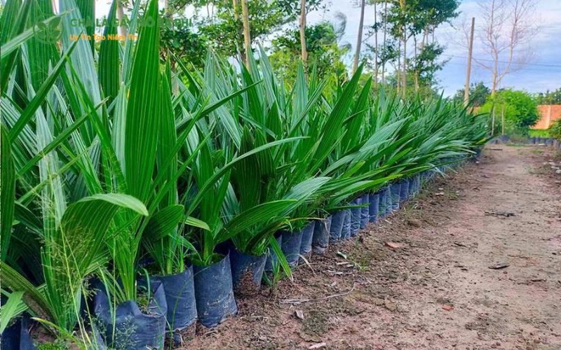 Những yếu tố ảnh hưởng đến giá chà là nuôi cấy mô