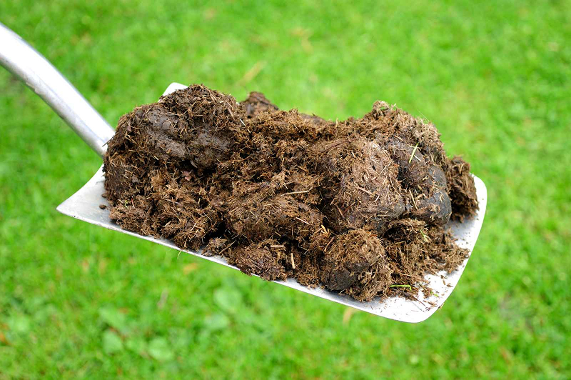 Phân hữu cơ vi sinh hoặc phân chuồng hoai mục