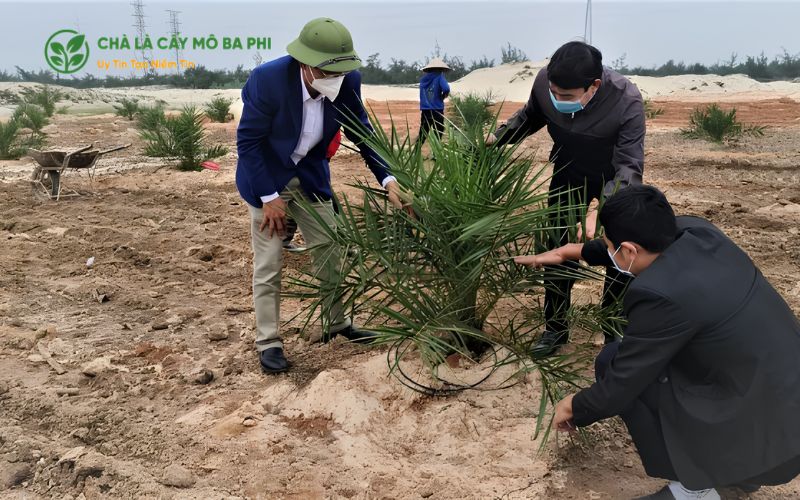 Phương pháp cải tạo đất giúp chà là phát triển khỏe