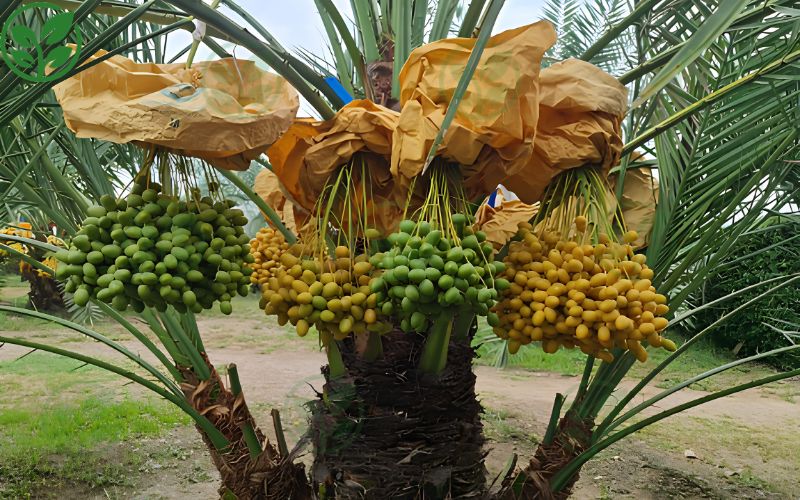 Phương pháp chăm sóc cây chà là