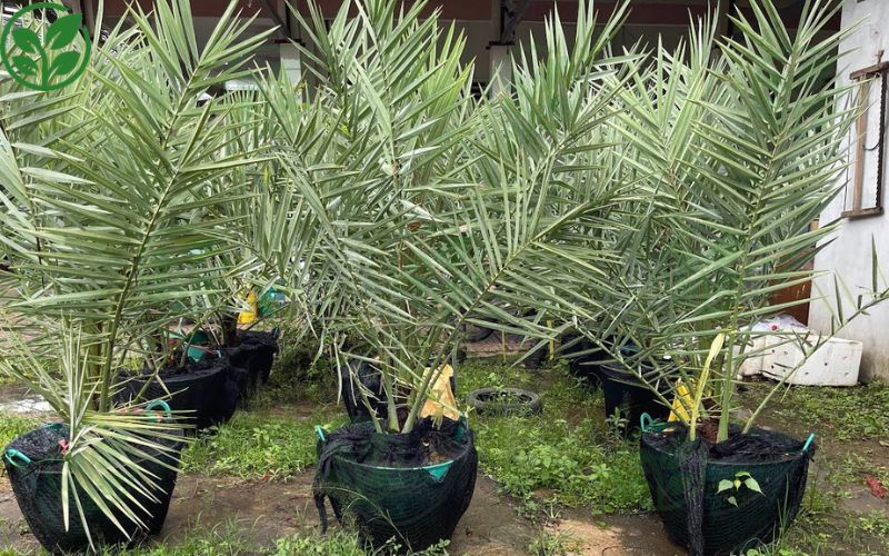 Quan sát sự đồng đều của cây