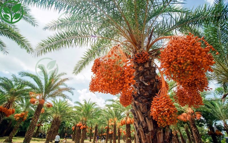 Quy trình cung cấp giống chà là cấy mô chuẩn tại Ba Phi 
