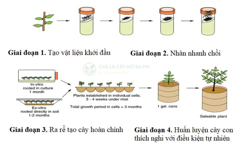 Quy trình nuôi cấy mô tế bào thực vật cơ bản