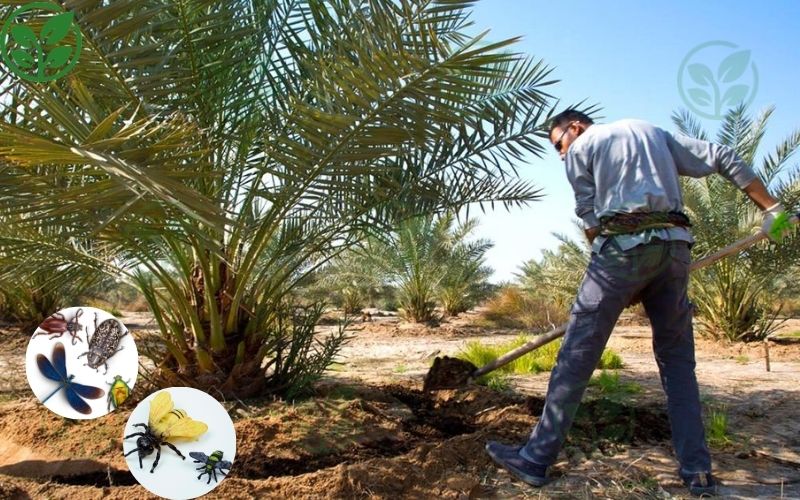 Sâu bệnh gây ảnh hưởng đến trái non