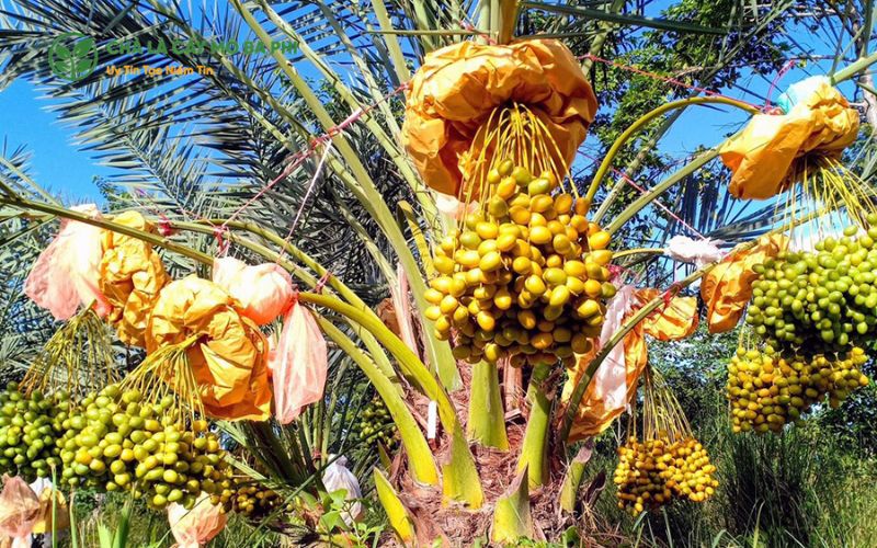 So sánh năng suất chà là nuôi cấy mô với chà là trồng từ hạt