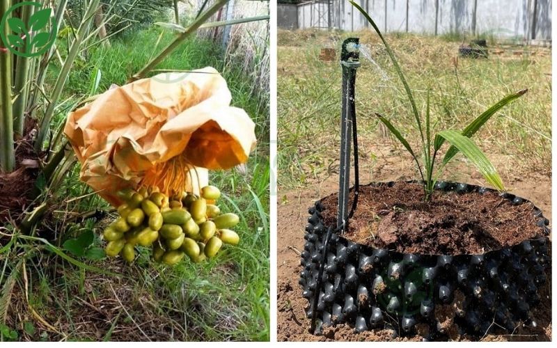 Tại sao nên phân biệt chà là nuôi cấy mô và chà là gieo hạt?