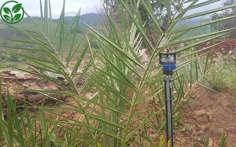 Tầm quan trọng của kỹ thuật tưới nước cho chà là