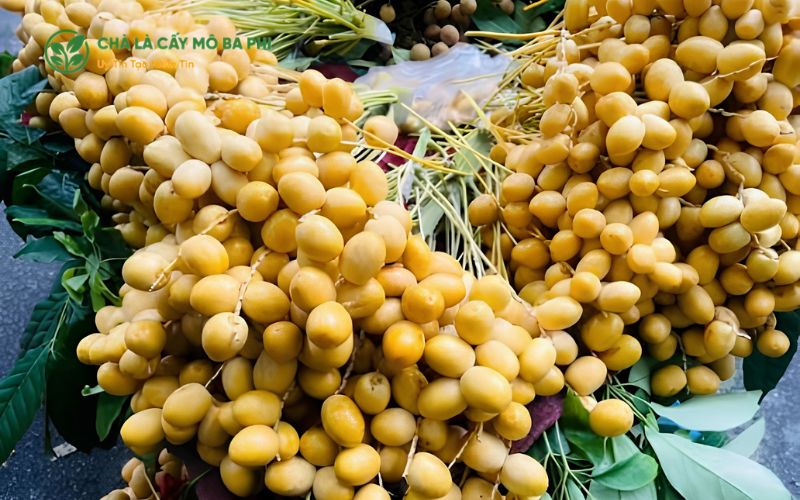 Thời gian thu hoạch trái chà là nuôi cấy mô