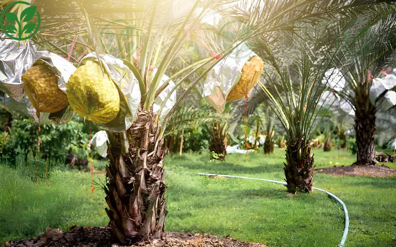 Thụ phấn cây chà là ăn trái vào thời điểm nào tỉ lệ đậu quả sẽ cao?