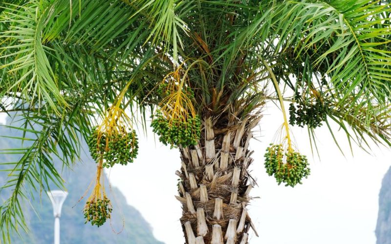 Tiềm năng phát triển cây chà là tại thị trường Việt Nam