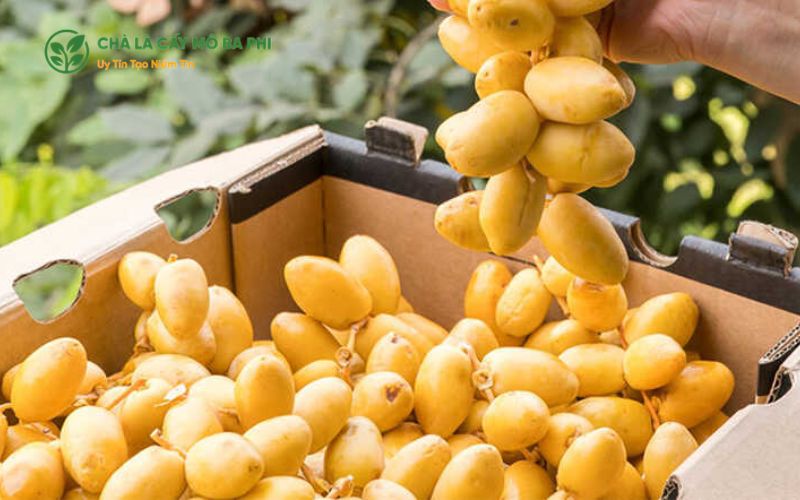Tiềm năng tiêu thụ chà là thị trường tại Việt Nam và thị trường quốc tế