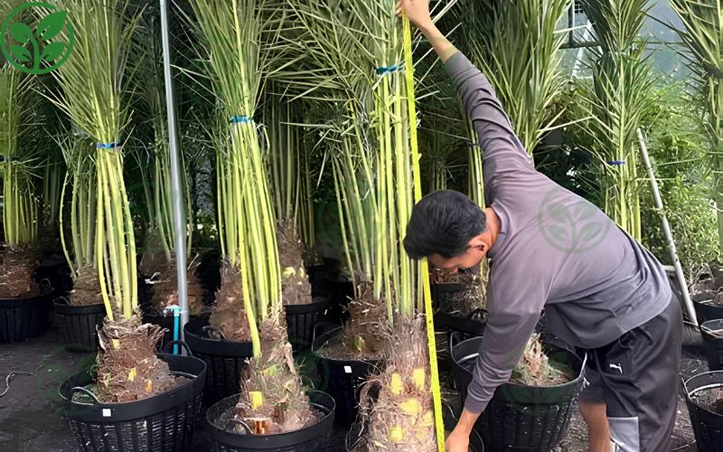 Tiêu chí lựa chọn giống chà là cấy mô phù hợp