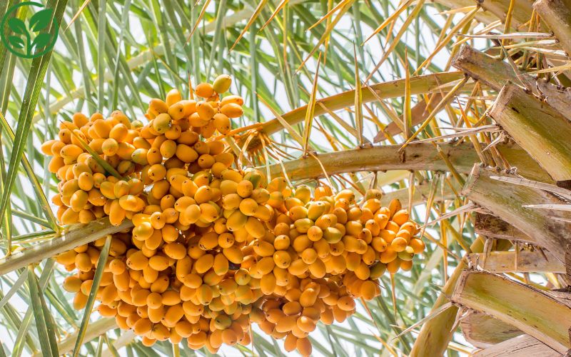 Tìm hiểu chung về cây chà là?