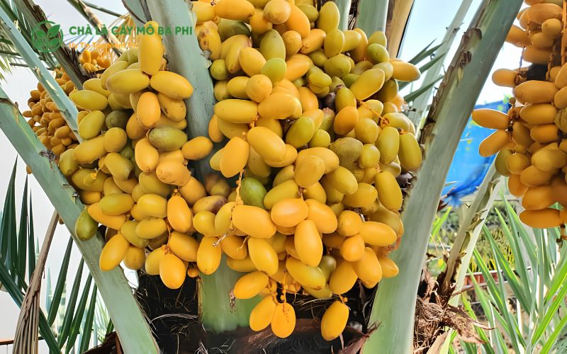 Tìm hiểu đặc điểm sinh trưởng của cây chà là
