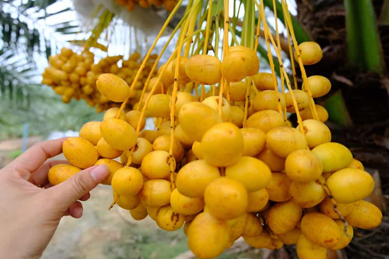 Trồng chà là bao lâu thì đạt năng suất cao?
