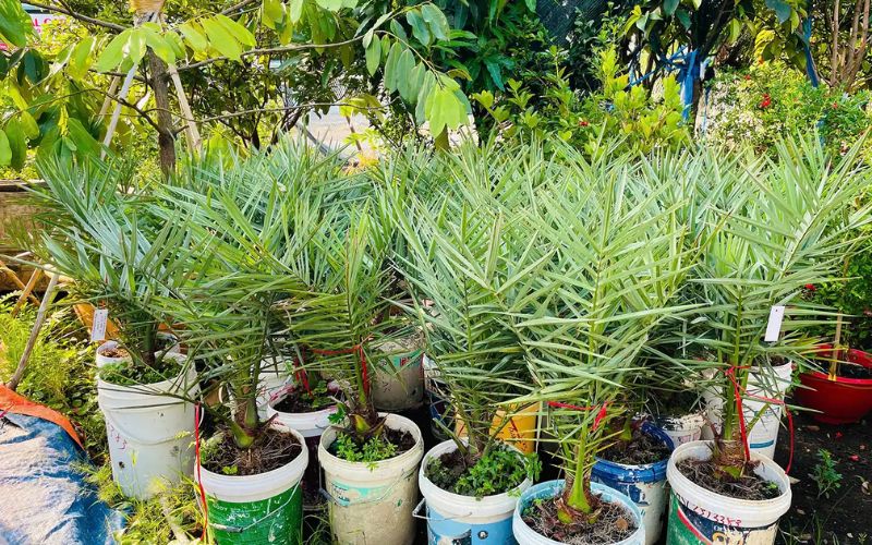 Ưu điểm của giống chà là nuôi cấy mô so với phương pháp gieo hạt và tách chồi