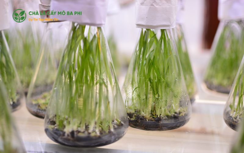 Ưu và nhược điểm của kỹ thuật nuôi cấy mô tế bào