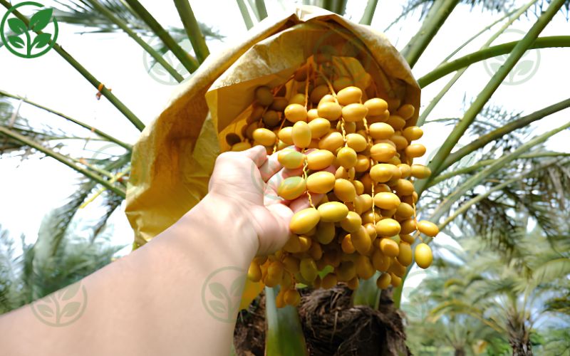 Vì sao cần áp dụng kỹ thuật thụ phấn cho chà là? 