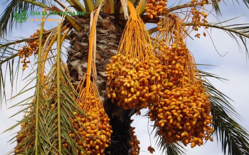 Vì sao cây chà là Bahee được nhiều nhà vườn ưa chuộng?