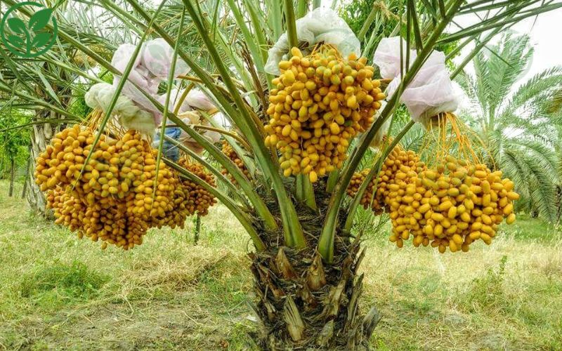 Vì sao cây chà là dễ bị sâu bệnh?