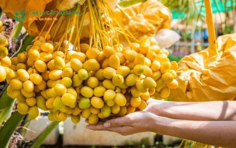 Vì sao chà là nuôi cấy mô thường cho năng suất cao