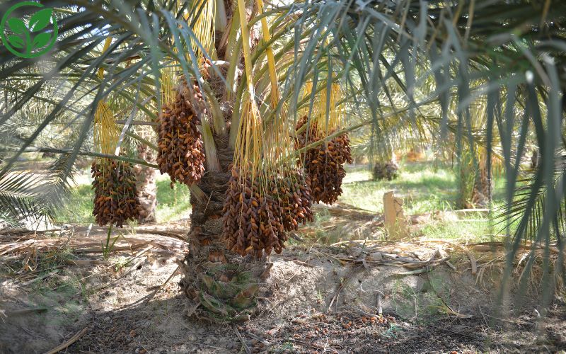 Vì sao nên lựa chọn giống chà là cấy mô để trồng tại Việt Nam? 