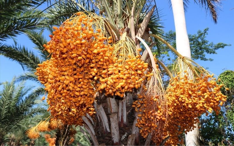 Vì sao nên nhân giống chà là bằng công nghệ nuôi cấy mô 
