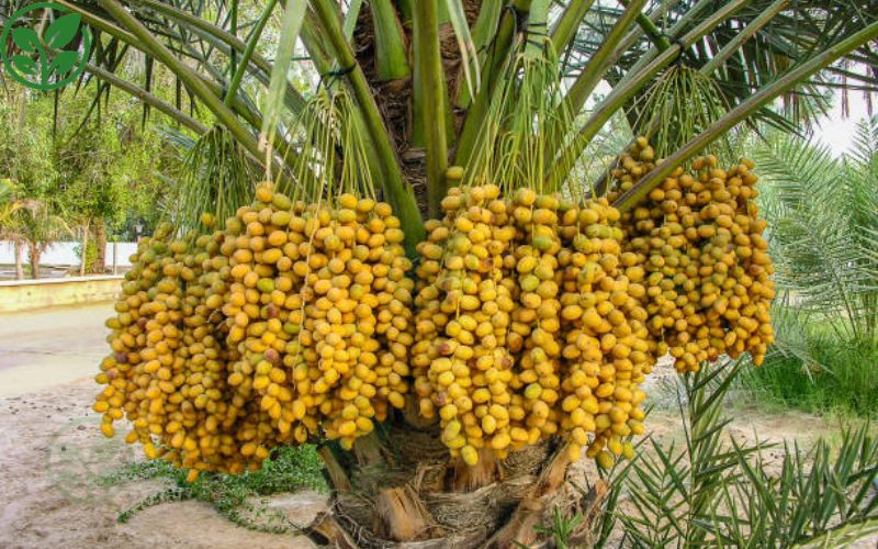 Vì sao nên ưu tiên lựa chọn giống chà là cấy mô để đầu tư?