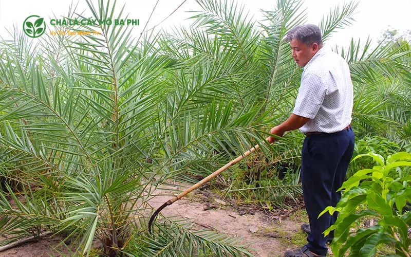 Xác định mật độ trồng phù hợp
