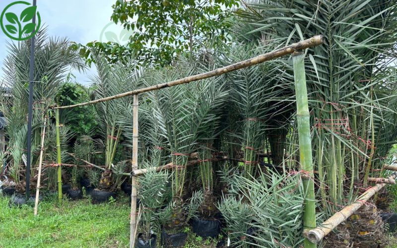 Xác định rõ mục đích trồng