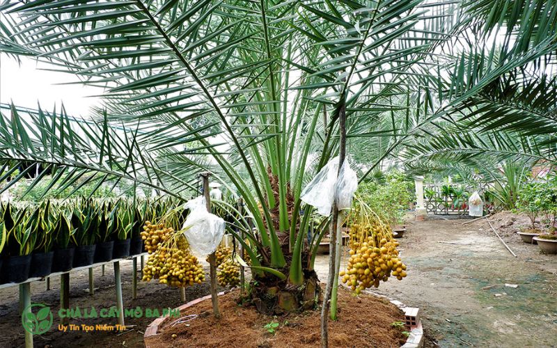 Ý nghĩa của công nghệ nuôi cấy mô tế bào