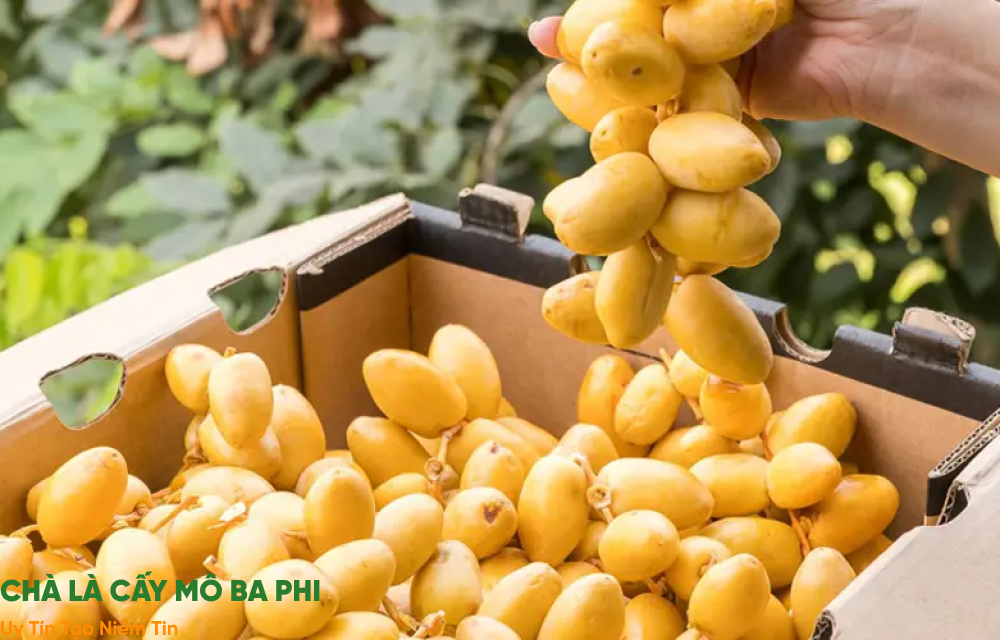 chăm cây giống tại vườn